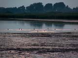 37_Tapioszecso_halasto